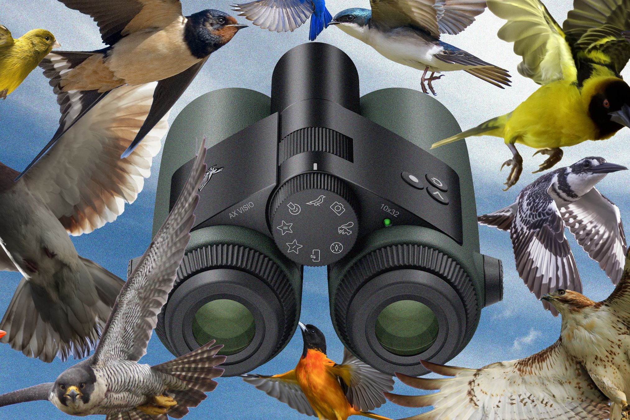 Best 2026 Binoculars for Birding: Top Compact & High-Performance Picks